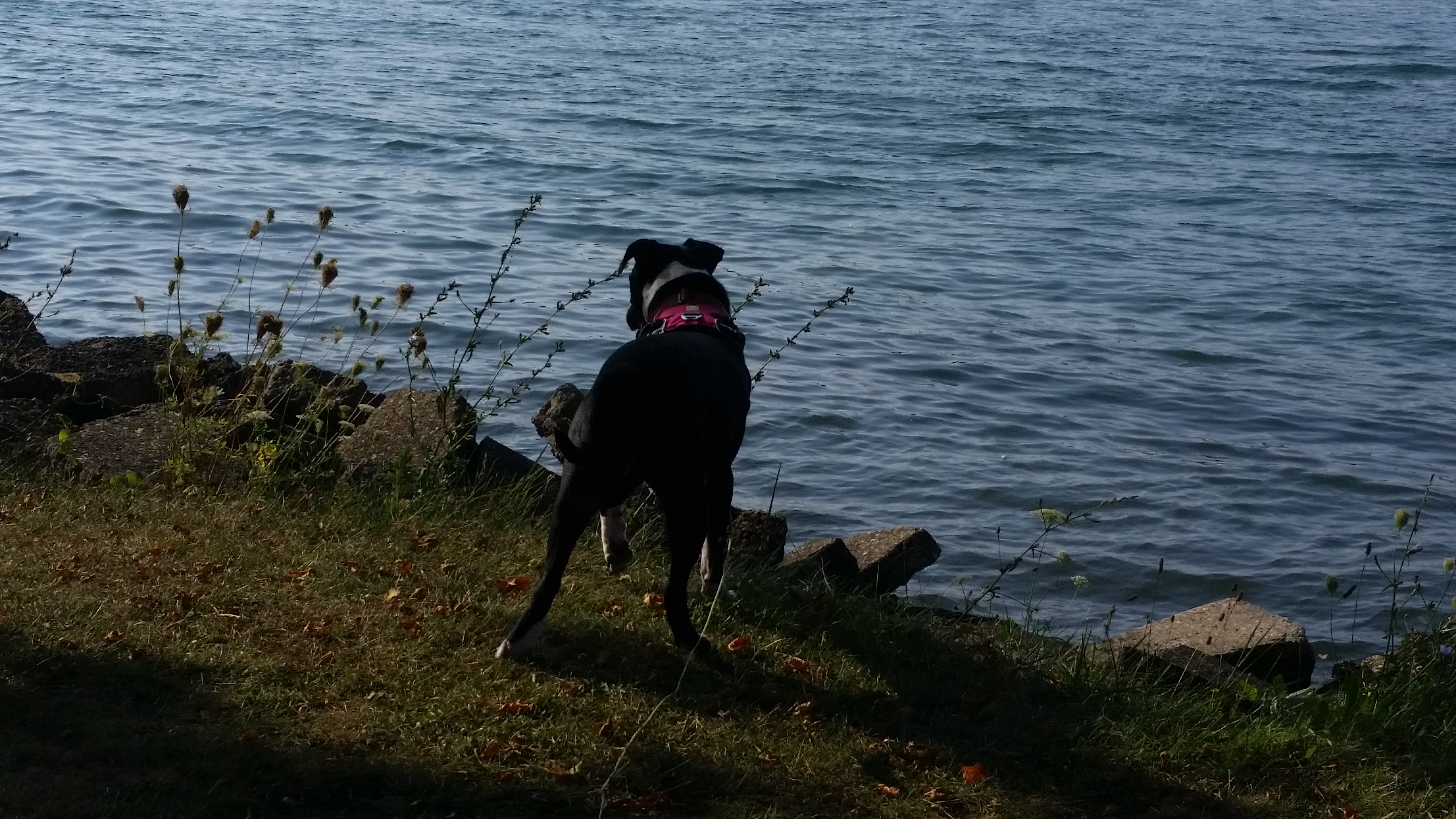 Maya, my dog, looking at the Niagara River